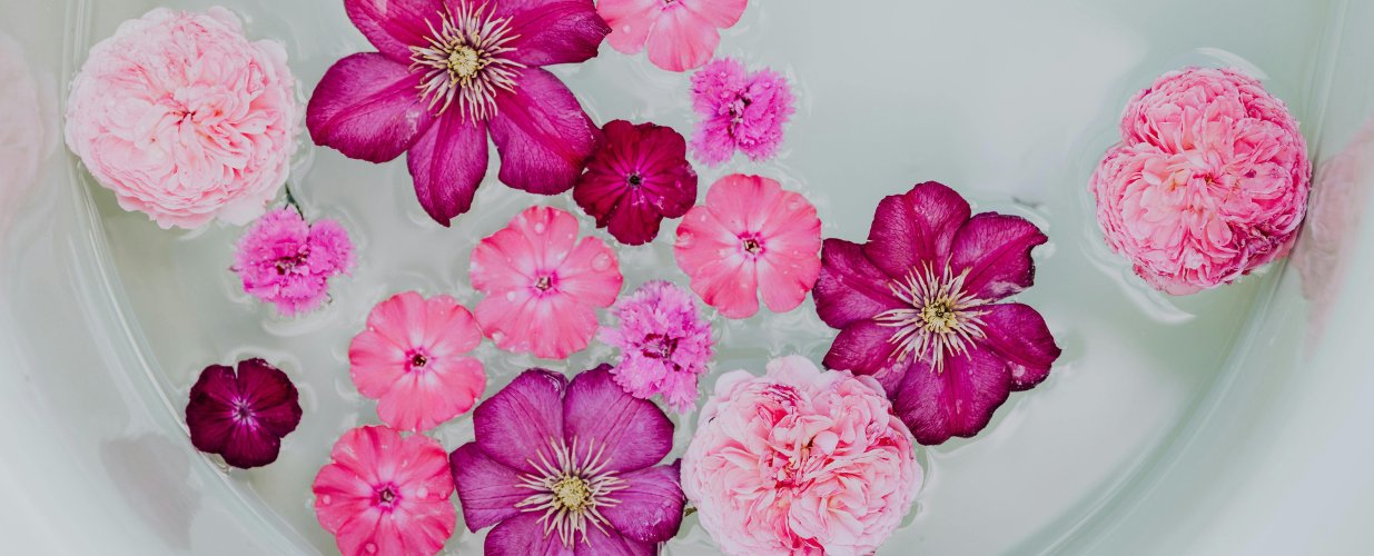 Carnations