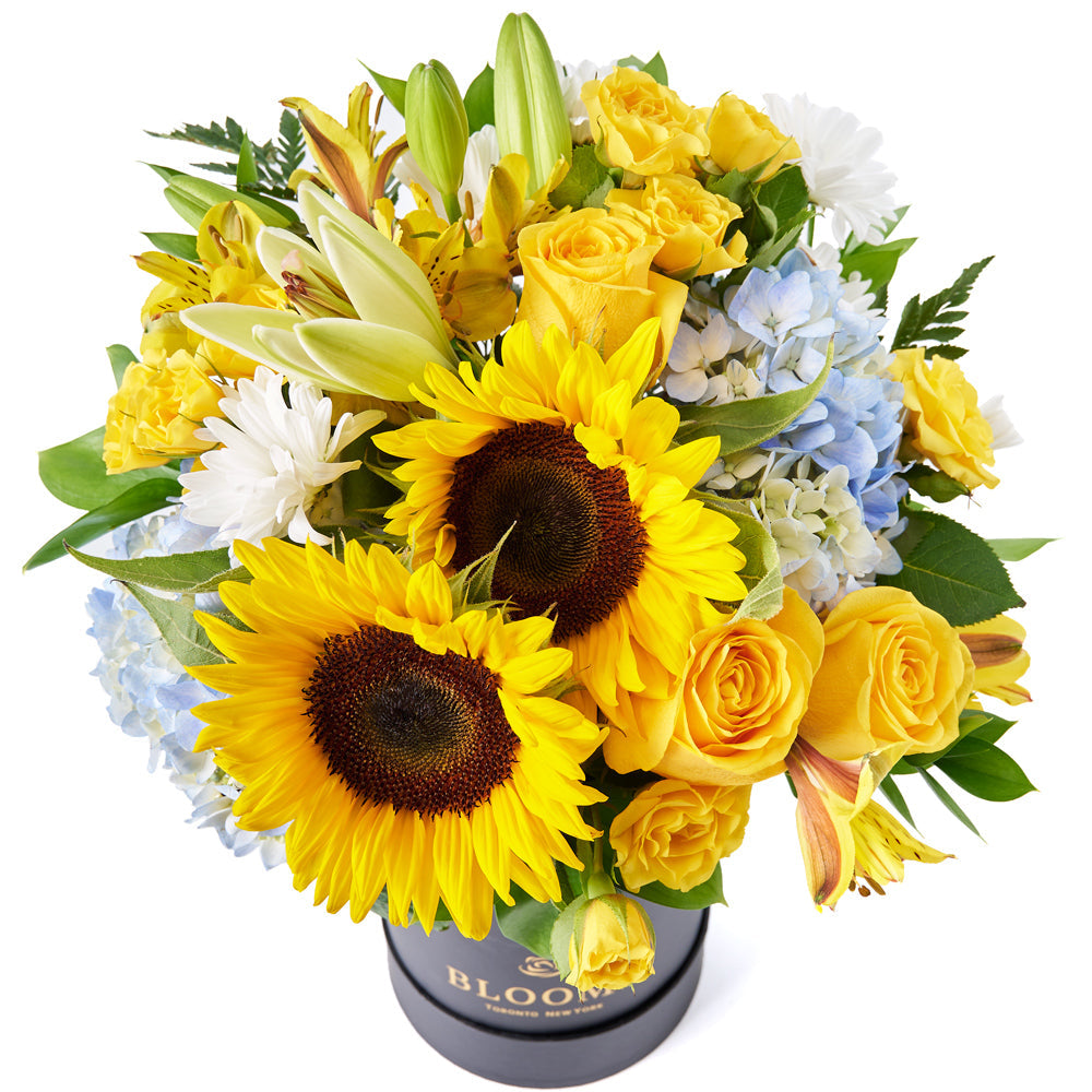 Crowning Glory Sunflower Arrangement, bunch of sunflowers gathered together with hydrangeas, roses, spray roses, lilies, alstroemeria, daisies, ruscus, and leather leaf in a tall black designer box, Flower Gifts from Canada Blooms - Canada Delivery