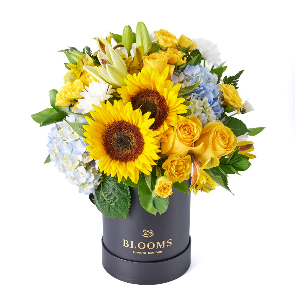 Crowning Glory Sunflower Arrangement, bunch of sunflowers gathered together with hydrangeas, roses, spray roses, lilies, alstroemeria, daisies, ruscus, and leather leaf in a tall black designer box, Flower Gifts from Canada Blooms - Canada Delivery