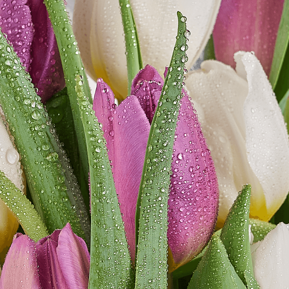 Lilac Dreams Tulip Bouquet, tulip gift, tulip, flower gift, flower, seasonal flower gift, seasonal flower – Canada Blooms - Canada Delivery