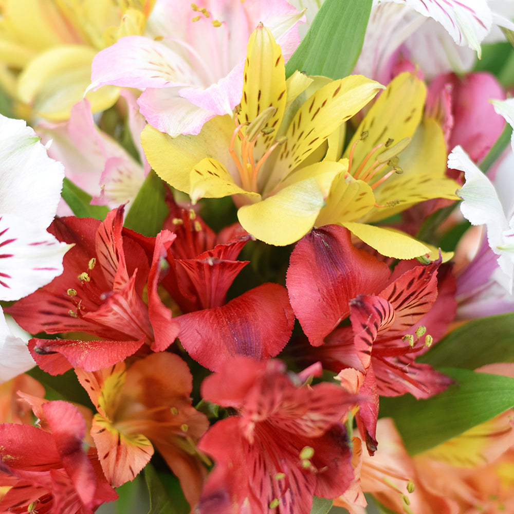 Livewire Lilies Flower Gift & Chocolates – Canada Blooms - Canada Delivery