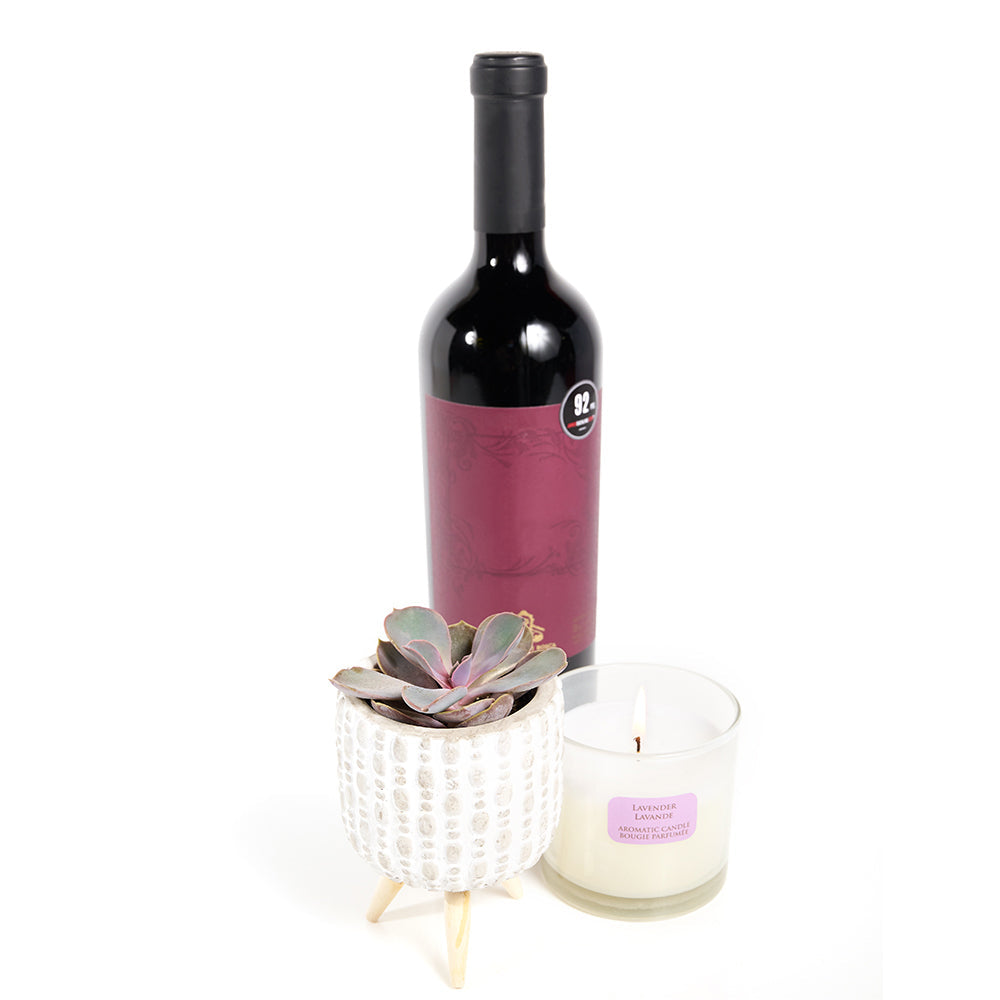 You're Special Plant & Wine Gift - Wine Gift Set - Same Day Canada Blooms Delivery