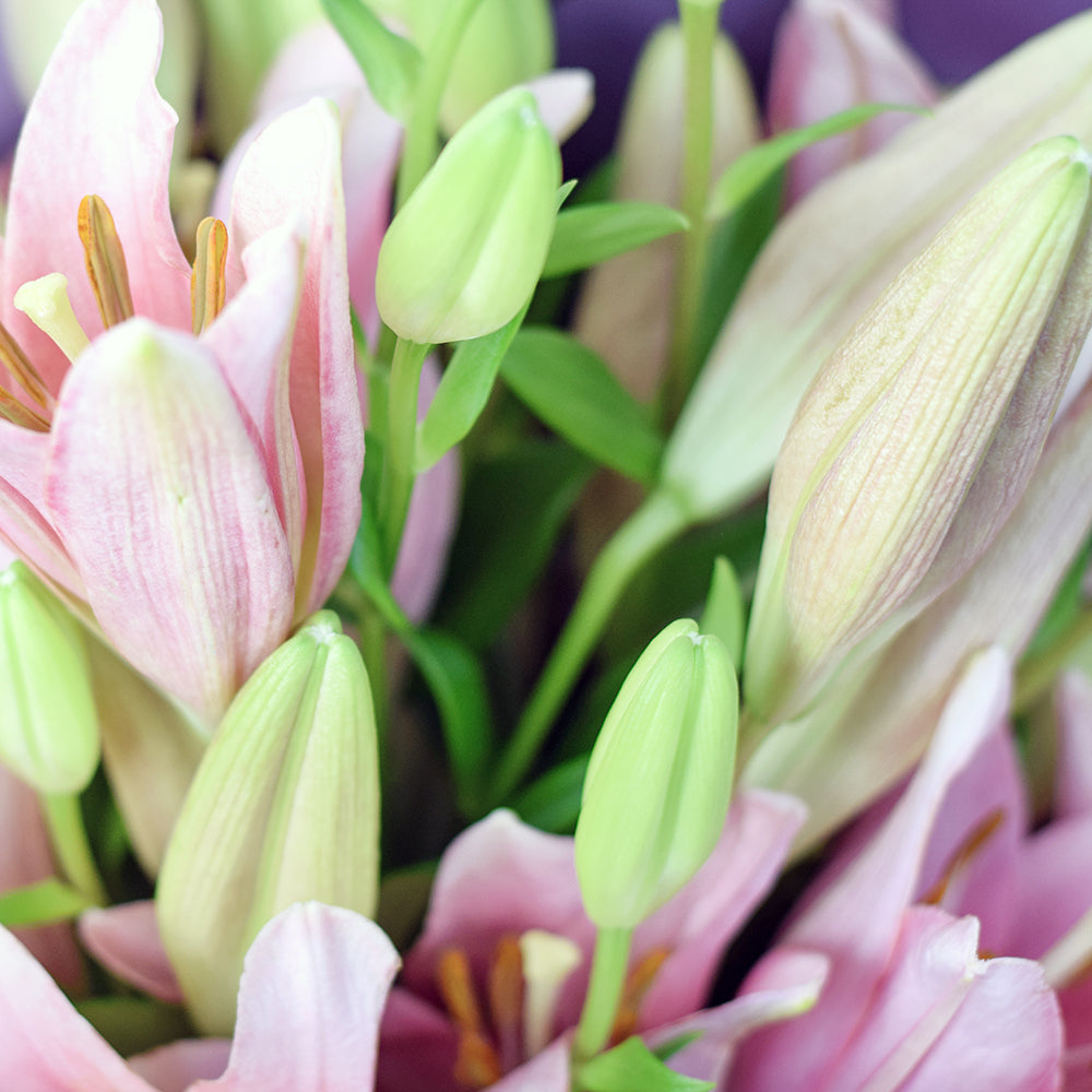 Canada Blooms Same Day Flower Delivery - Canada Blooms Flower Gifts - berry crush lily bouquet