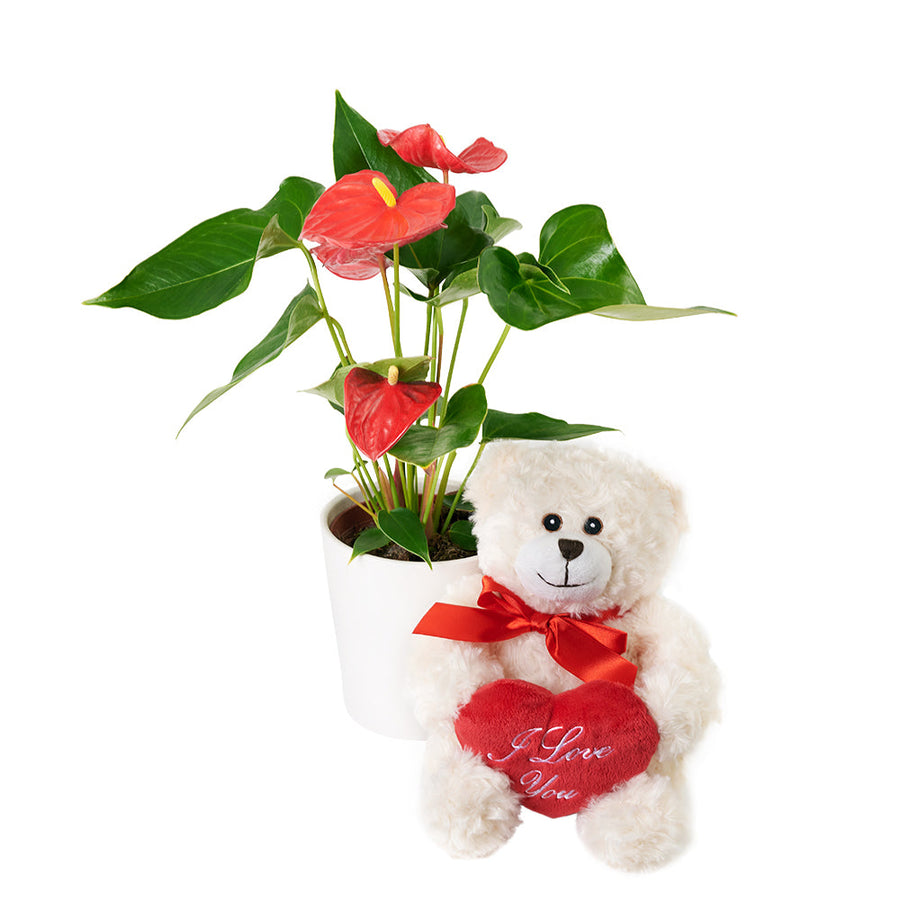 For My Love Flower Gift - Anthurium and Teddy Bear Gift Set – Canada Blooms - Canada Delivery