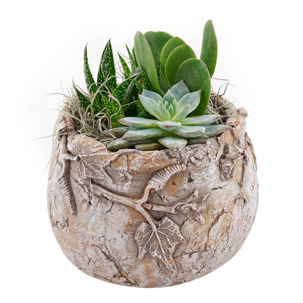 Canada Same Day Flower Delivery - Canada Flower Gifts – Canada Blooms - Canada Delivery