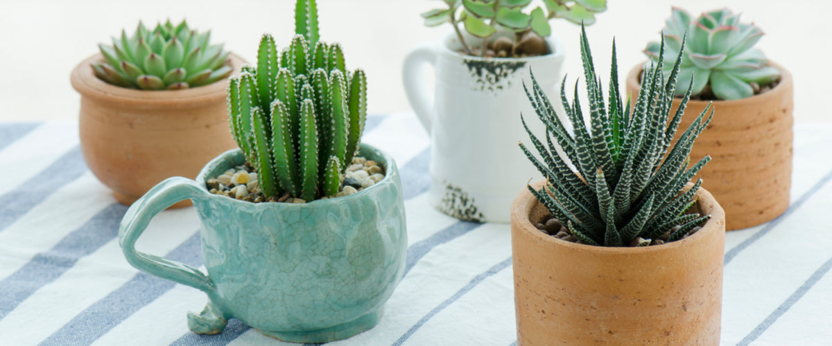 Plants - Bestsellers