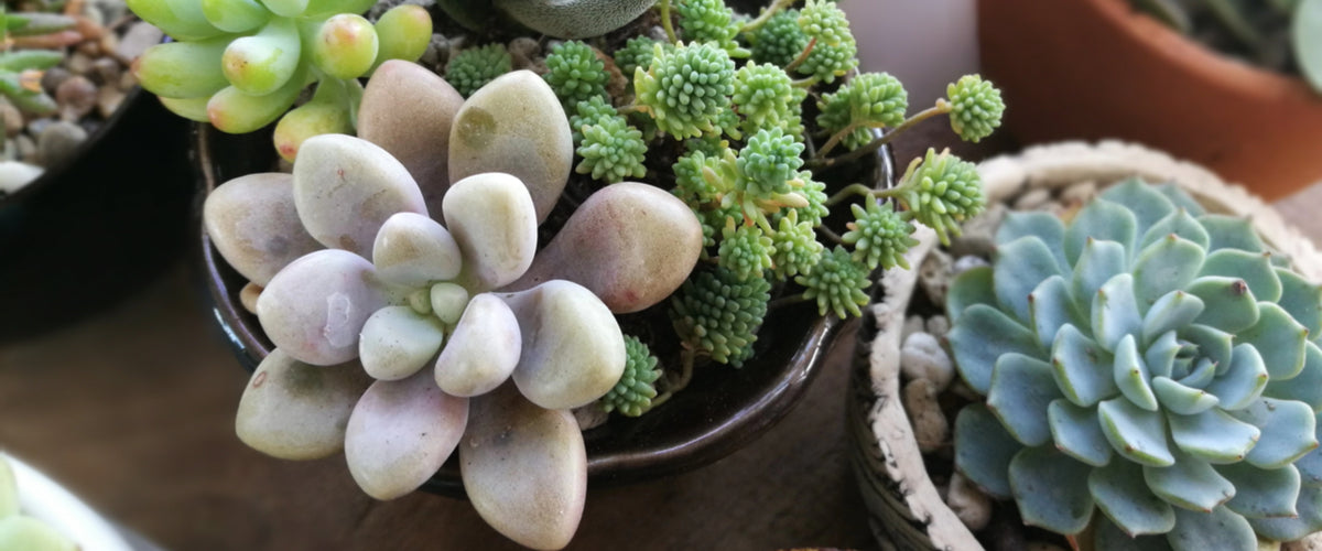 Plants - New Arrivals