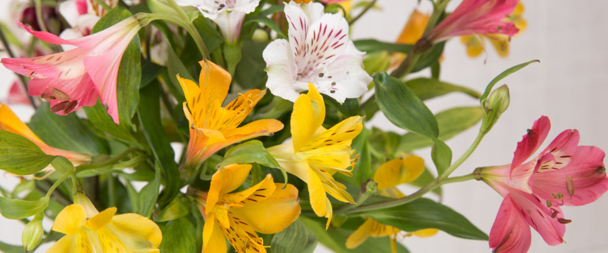 Peruvian Lilies