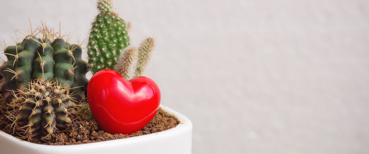 Valentine's Day Plants