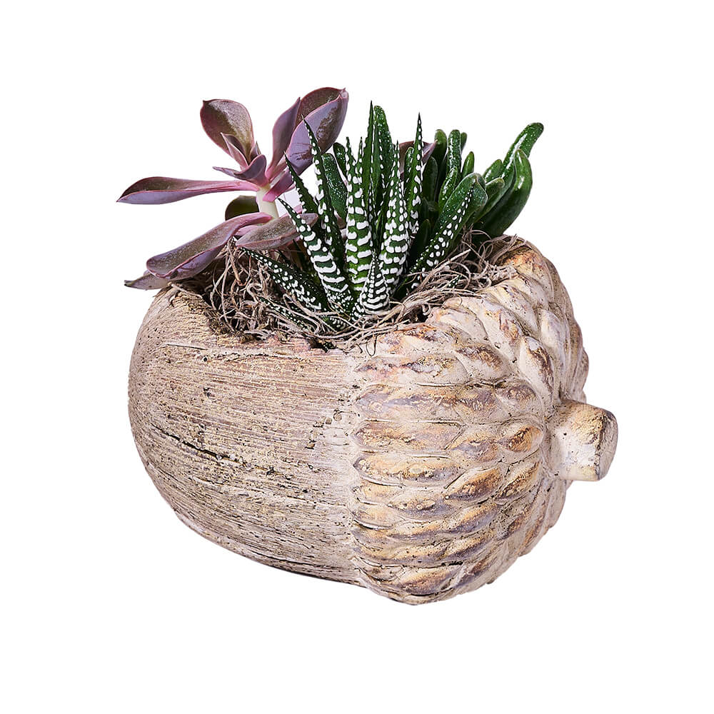 Acorn Succulent Plant Arrangement - Canada Blooms - Canada delivery