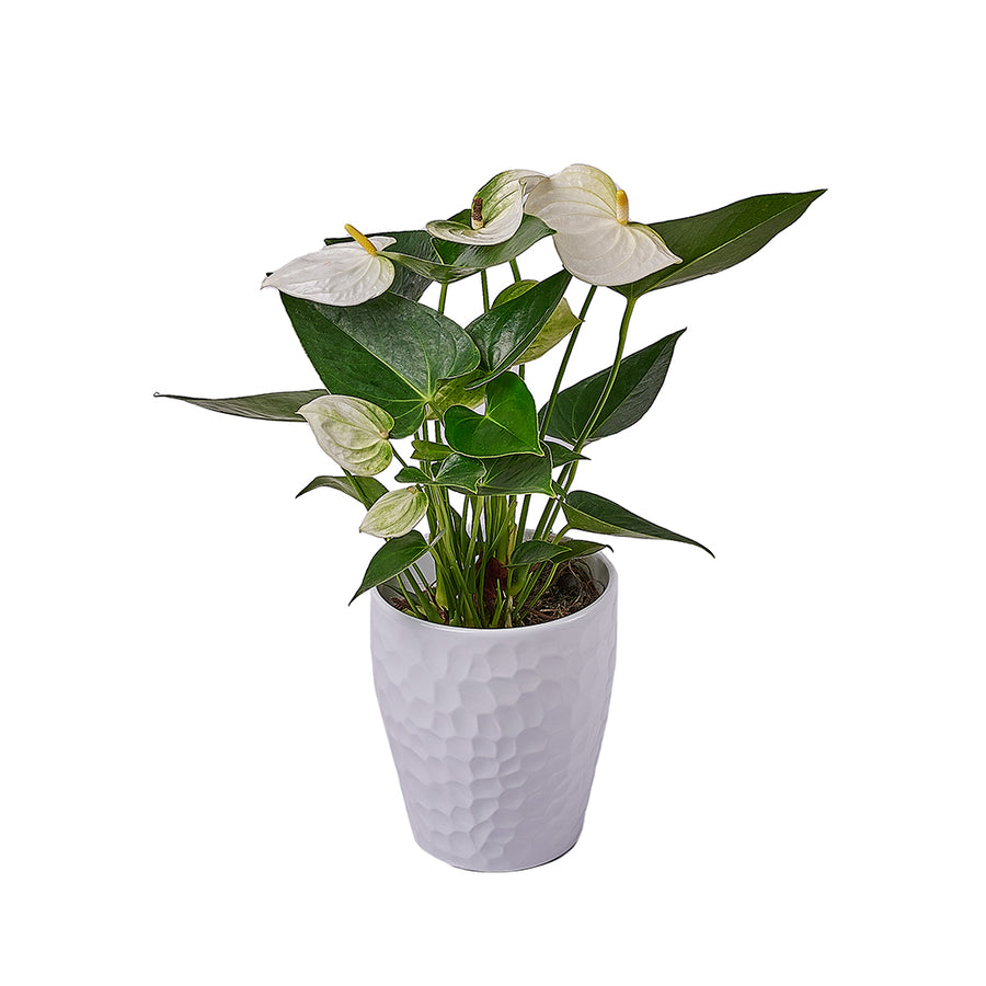 Admiration & Love Anthurium Flower, flower gift, flower, plant gift, plant, Canada delivery