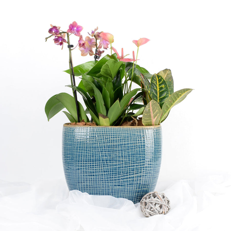 Anthurium & Orchid Arrangement, floral gift baskets, gift baskets, flower gift baskets, Blooms Canada Delivery