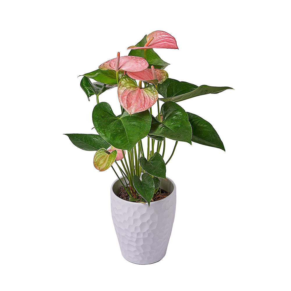 Blush Pink Anthurium Plant, plant gift, plant, flower gift, flower, – Canada Blooms Delivery