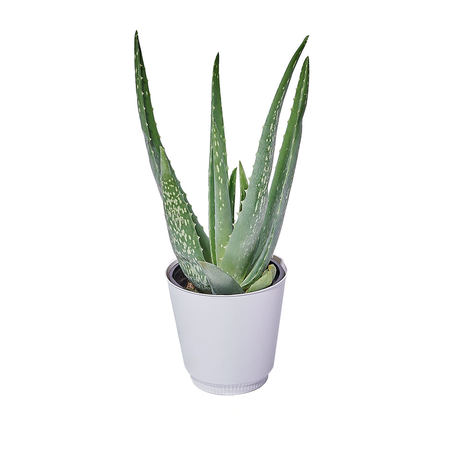 Calm Recollections Aloe Vera Plant, plant gift, plant, aloe vera gift, aloe vera, succulent gift, succulent, Canada delivery