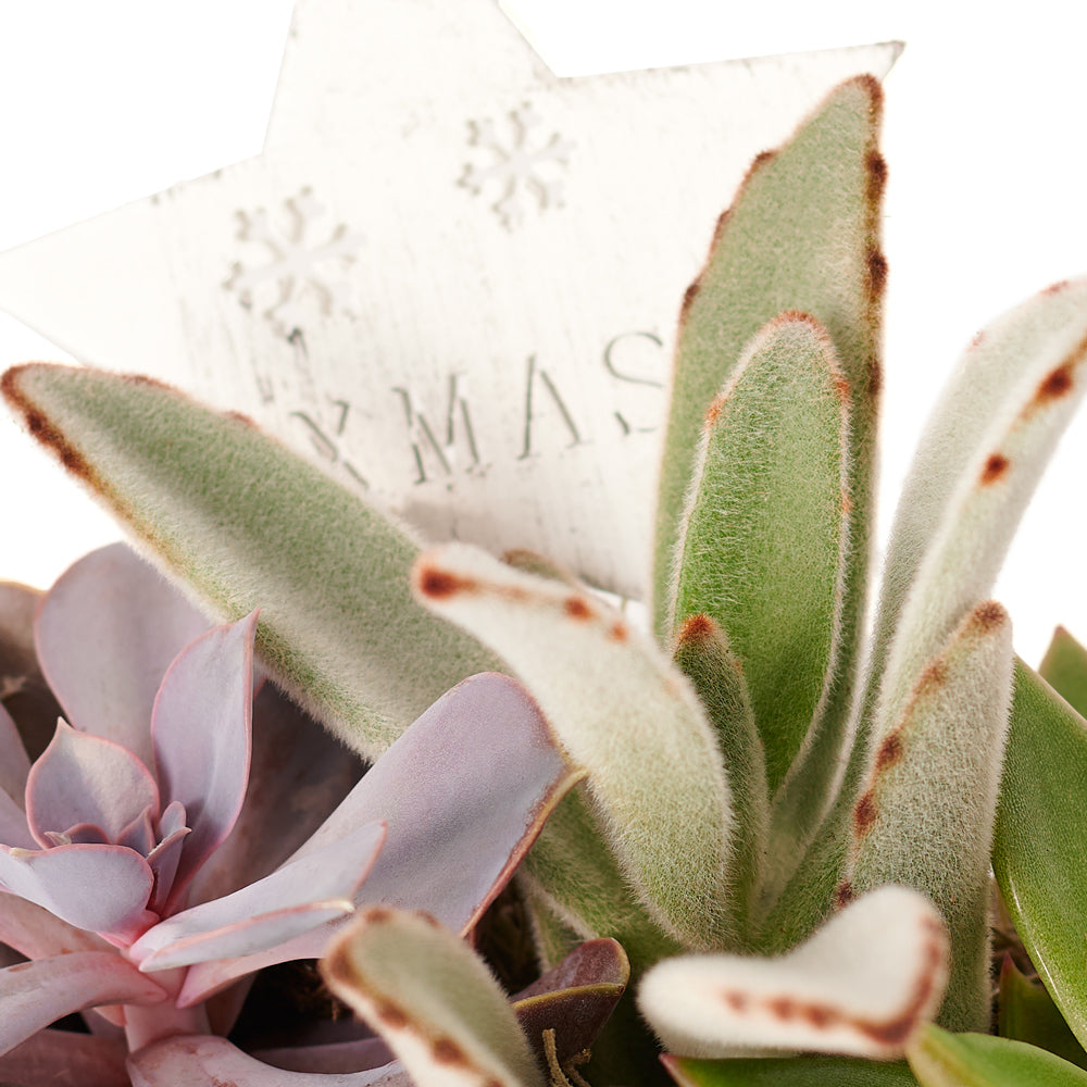 Christmas Succulent Arrangement, assorted succulent plants in a white planter with winter décor, Floral Gifts from Canada Blooms - Same Day Canada Delivery.