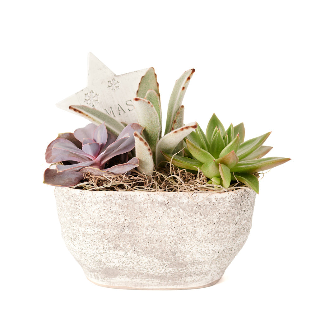 Christmas Succulent Arrangement, assorted succulent plants in a white planter with winter décor, Floral Gifts from Canada Blooms - Same Day Canada Delivery.