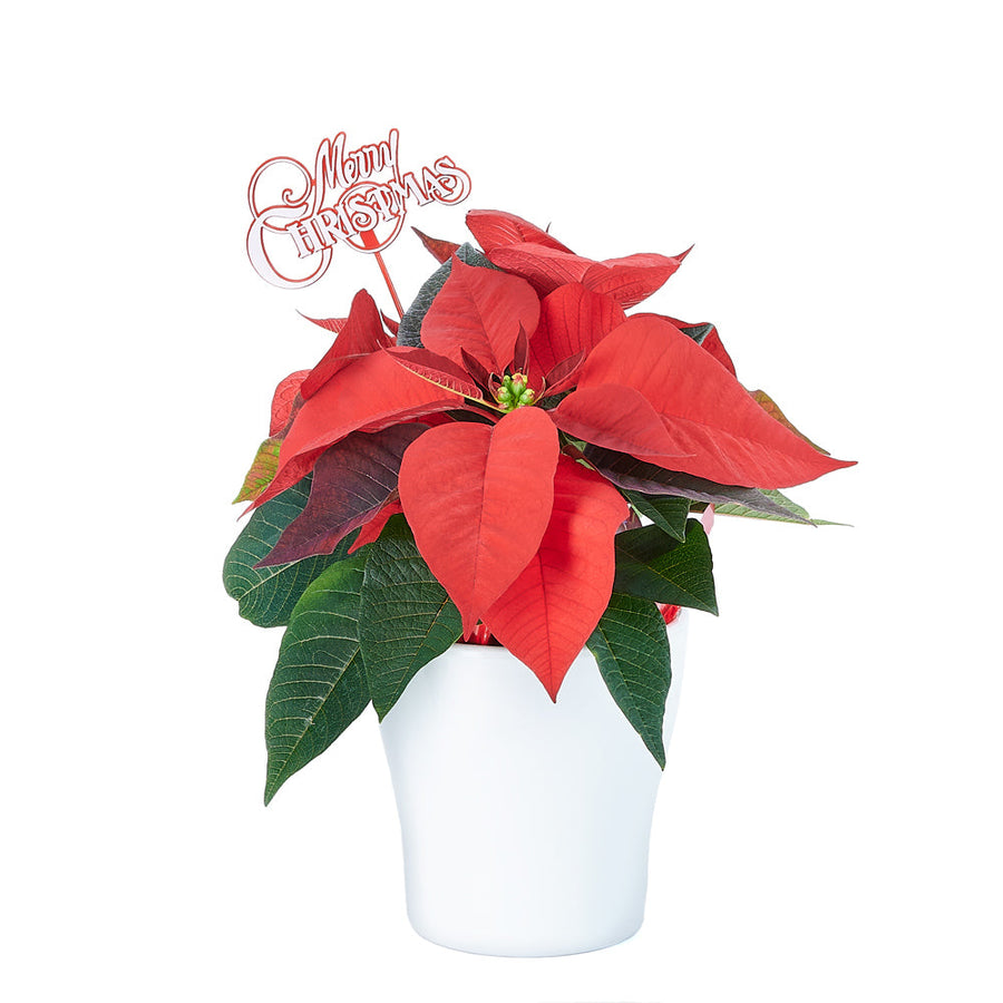 Classic Poinsettia Gift, the beloved red and green leaves, complemented by Christmas decorations, Holiday gifts from Blooms Canada - Same Day Canada Delivery.