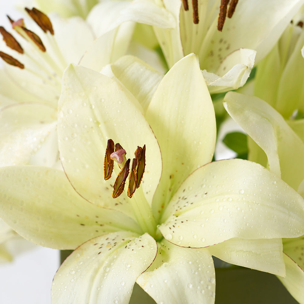 Cornsilk Surprise Lilies Vase Arrangement. Same Day Canada Delivery