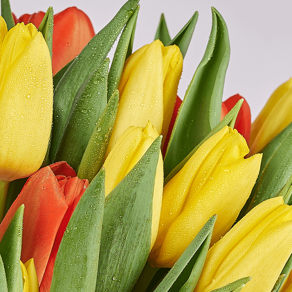 Country Garden Tulip Bouquet, tulip gift, tulips, seasonal flower gift, seasonal flowers, flower gift, flowersCountry Cottage Mixed Peruvian Lily Bouquet – Canada Blooms - Canada Delivery