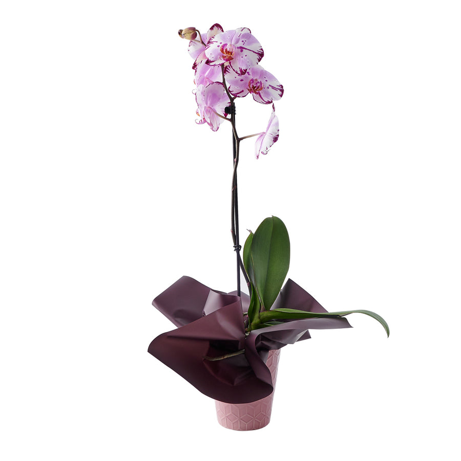 Elegant Orchid Plant, plant gift, orchid gift, orchid, same day canada delivery, canada delivery