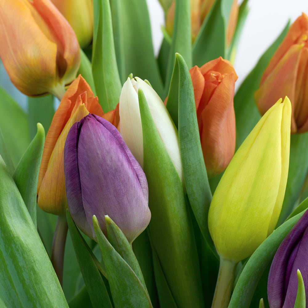 Encapsulated Elegance Tulip Bouquet, multi-coloured selection of tulips in a floral wrap with a designer ribbon, Flower Gifts from Blooms Canada - Same Day Canada Delivery.