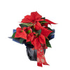 Festive Poinsettia Gift,Blooms Canada Delivery