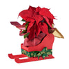 Festive Poinsettia Sleigh - Blooms Canada - Canada delivery