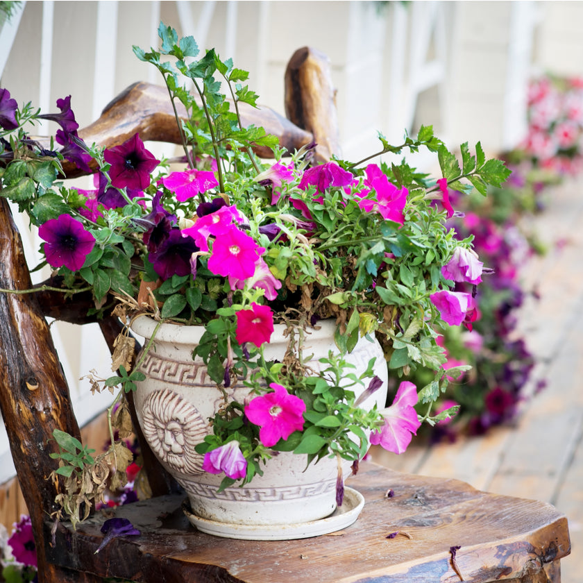 Flowering Plants, Irrespective of the season, the allure of flowering plants is universal. Be it orchids during the summer or poinsettias in the winter, Plants Gifts from Canada Blooms - Same Day Canada Delivery.