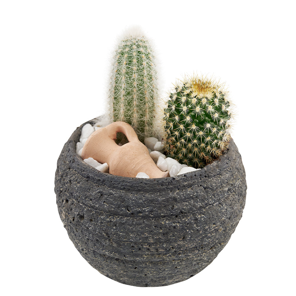 Forever Green Cactus Plant – Canada Blooms - Canada Delivery