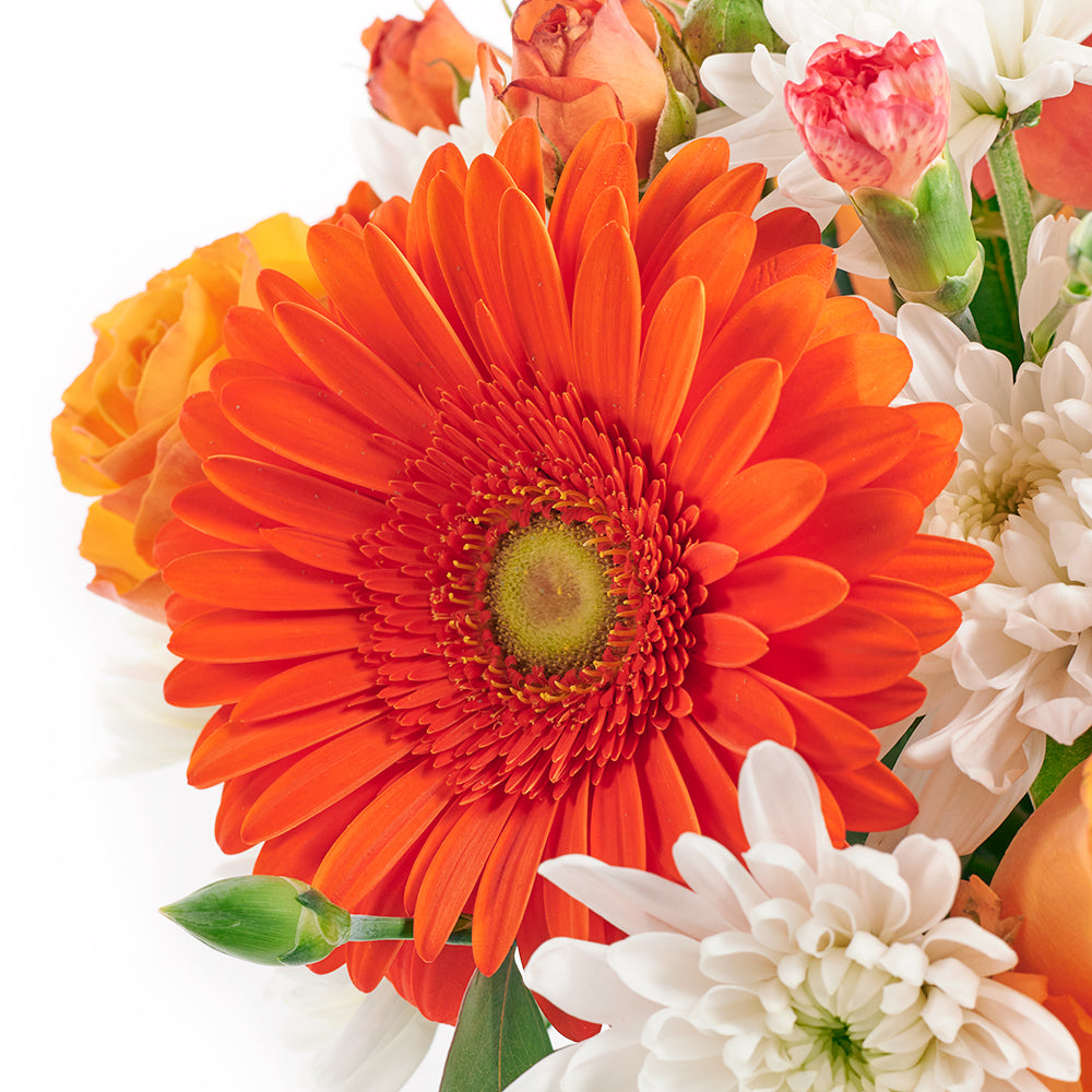 Forever Young Daisy Box - Mix Flower Hat Box Gift – Canada Blooms - Canada Delivery