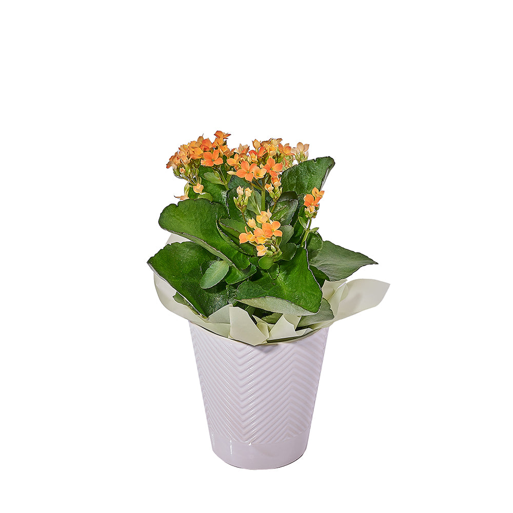 Fresh Kalanchoe Plant, plant gift, plant, flower gift, flower, kalanchoe gift, kalanchoe – Canada Blooms - Canada Delivery