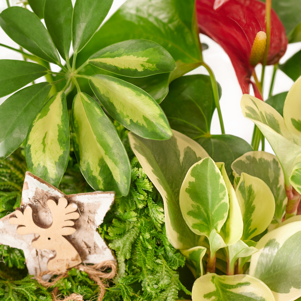 Fresh Winter Plant Arrangement – Canada Blooms - Canada Delivery