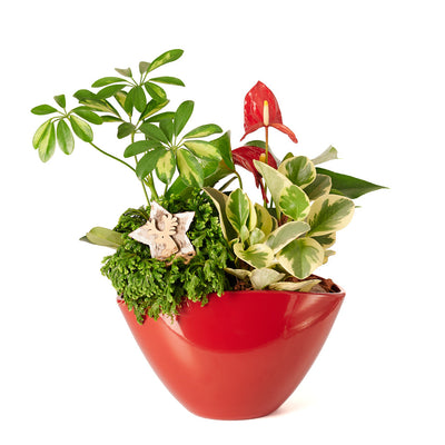 Fresh Winter Plant Arrangement,Blooms Canada Delivery