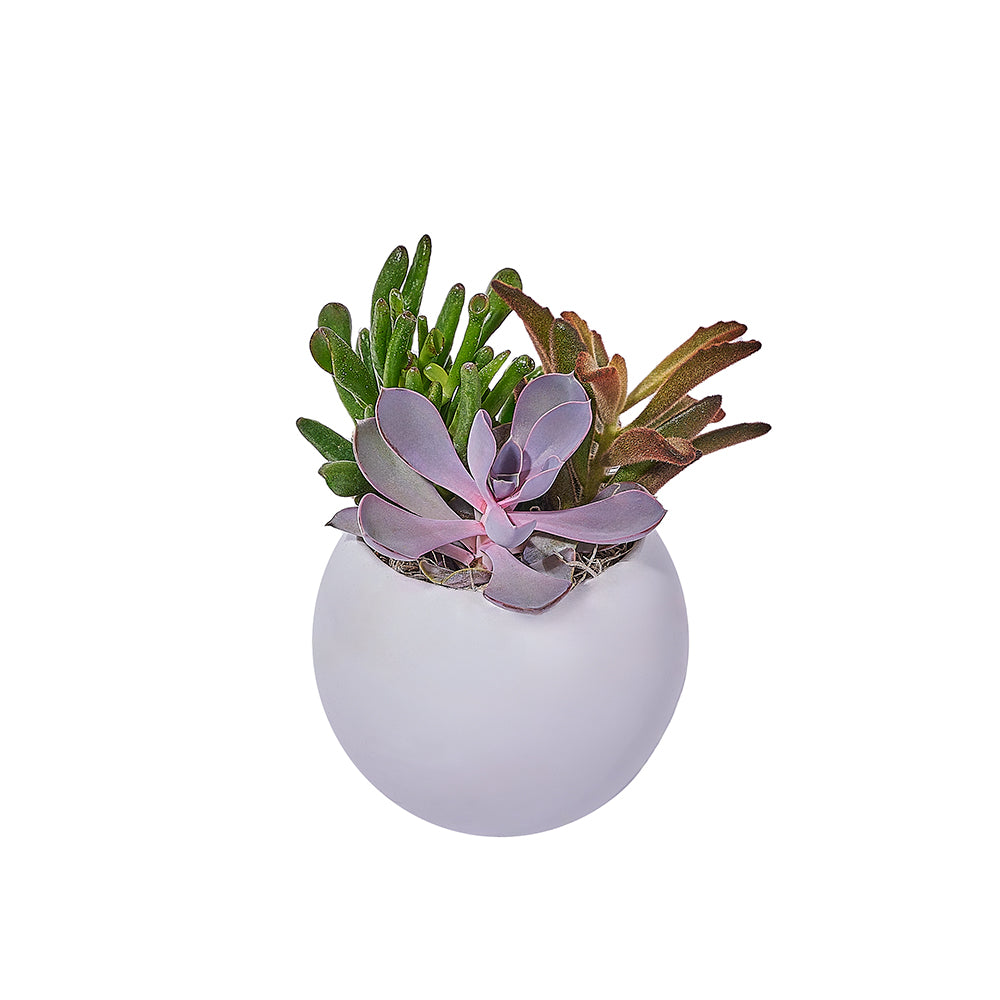 Green Aura Succulent Planter, plant gift, plant, succulent gift, succulent, – Canada Blooms - Canada Delivery