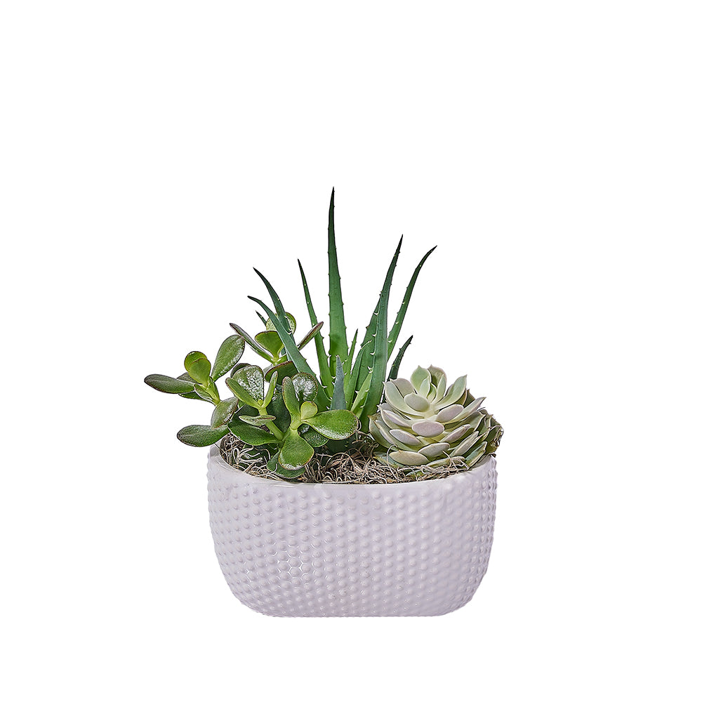 Indoor Succulent Garden, plant gift, plant, succulent gift, succulent, – Canada Blooms - Canada Delivery