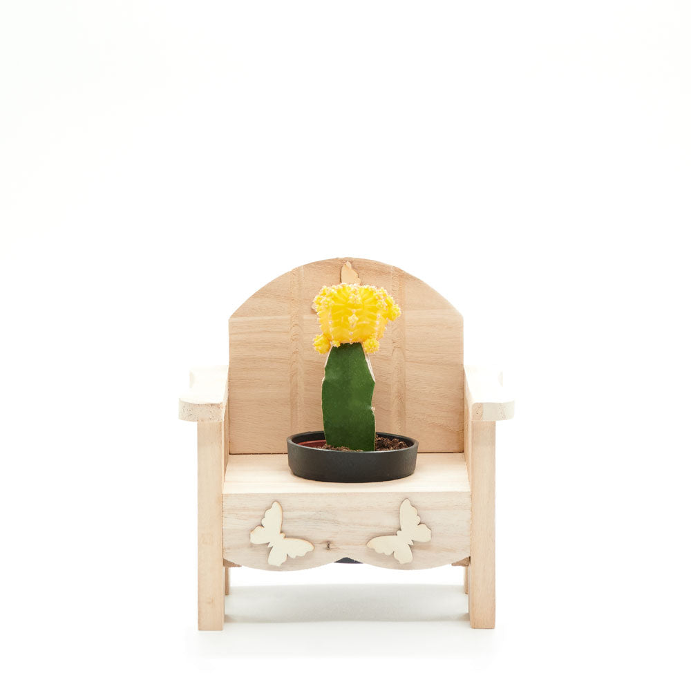 Laid-Back Cactus Gift – Canada Blooms - Canada Delivery