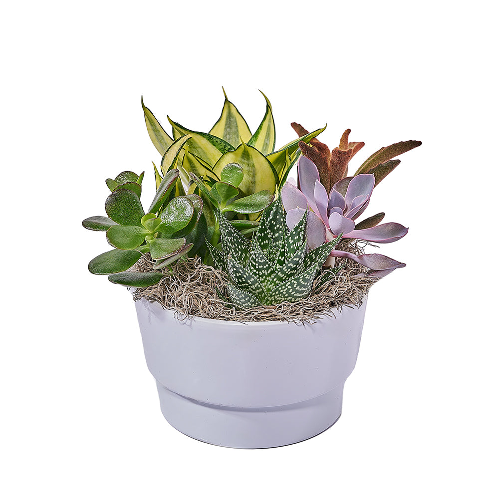 Lively Succulent Planter, plant gift, plant, succulent gift, succulent – Canada Blooms - Canada Delivery