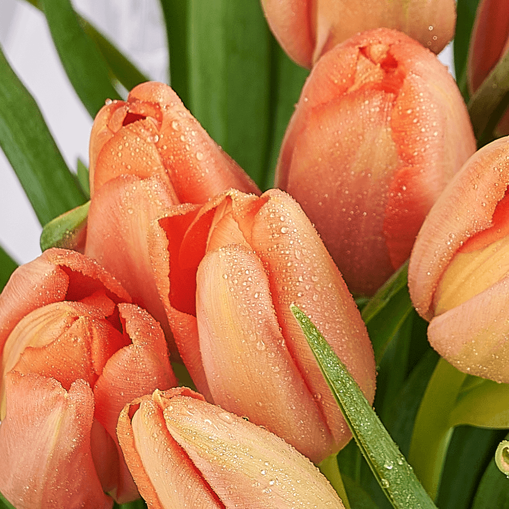 Midsummer Night Tulip Bouquet, tulip gift, tulip, flower gift, flower, seasonal flower gift, seasonal flower, – Canada Blooms - Canada Delivery