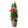 Mini Christmas Tree, Blooms Canada Delivery
