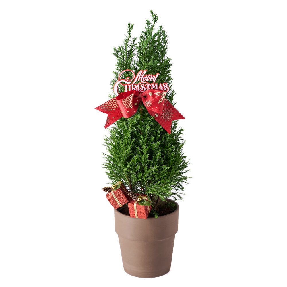 Mini Christmas Tree – Canada Blooms - Canada Delivery