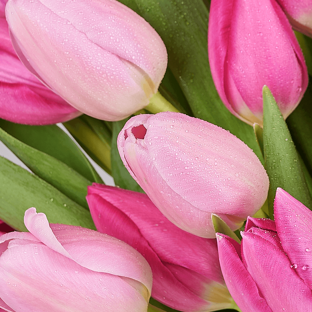 Mother’s Day Assorted Tulip Bouquet & Box, tulip gift, tulip, flower gift, flower, seasonal flower gift, seasonal flower, mothers day gift, mothers day, – Canada Blooms - Canada Delivery