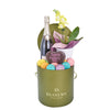 Mother’s Day Champagne, Orchid & Treat Gift Box, Blooms Canada Delivery