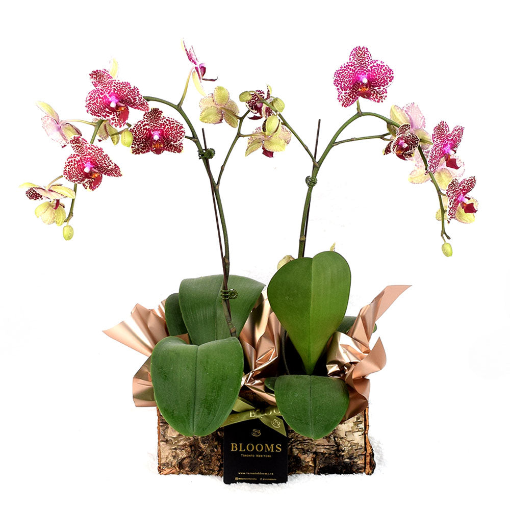 Oriental Musings Exotic Orchid Plant, pink orchid with its charming pink color plant in a planter, Plant Gifts from – Canada Blooms - Canada Delivery