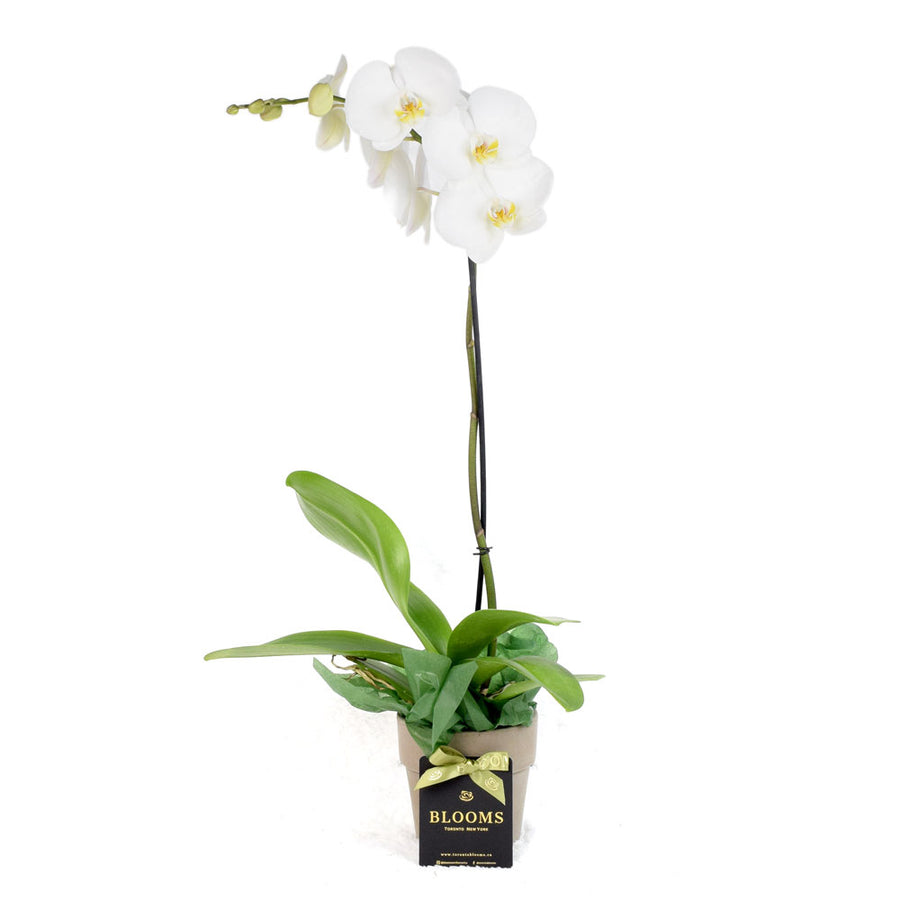 Pearl Essence Exotic Orchid Plant, Blooms Canada Delivery