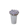 Petite Potted Succulent, plant gift, plant, succulent gift, succulent, – Canada Blooms - Canada Delivery