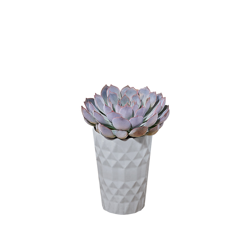 Petite Potted Succulent