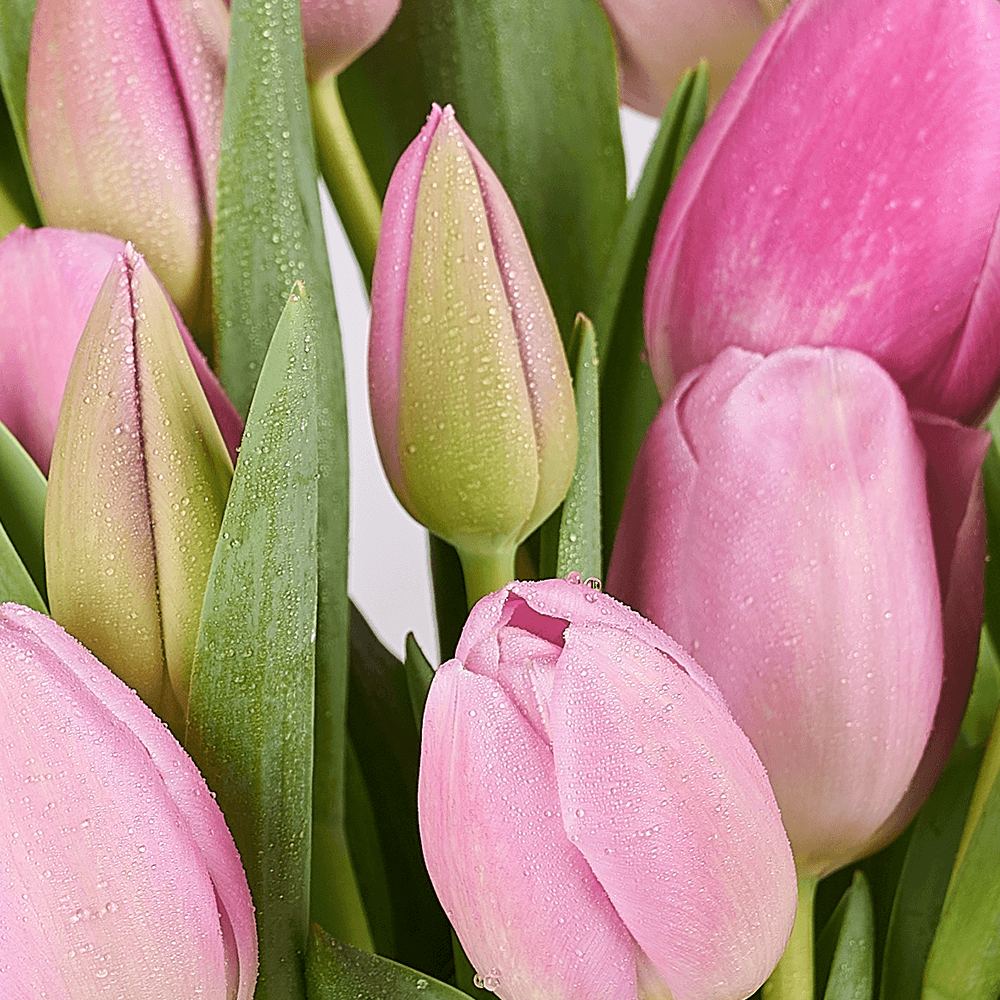 Pink Paradise Tulip Bouquet, tulip gift, tulips, seasonal flower gift, seasonal flowers, flower gift, flowers, – Canada Blooms - Canada Delivery