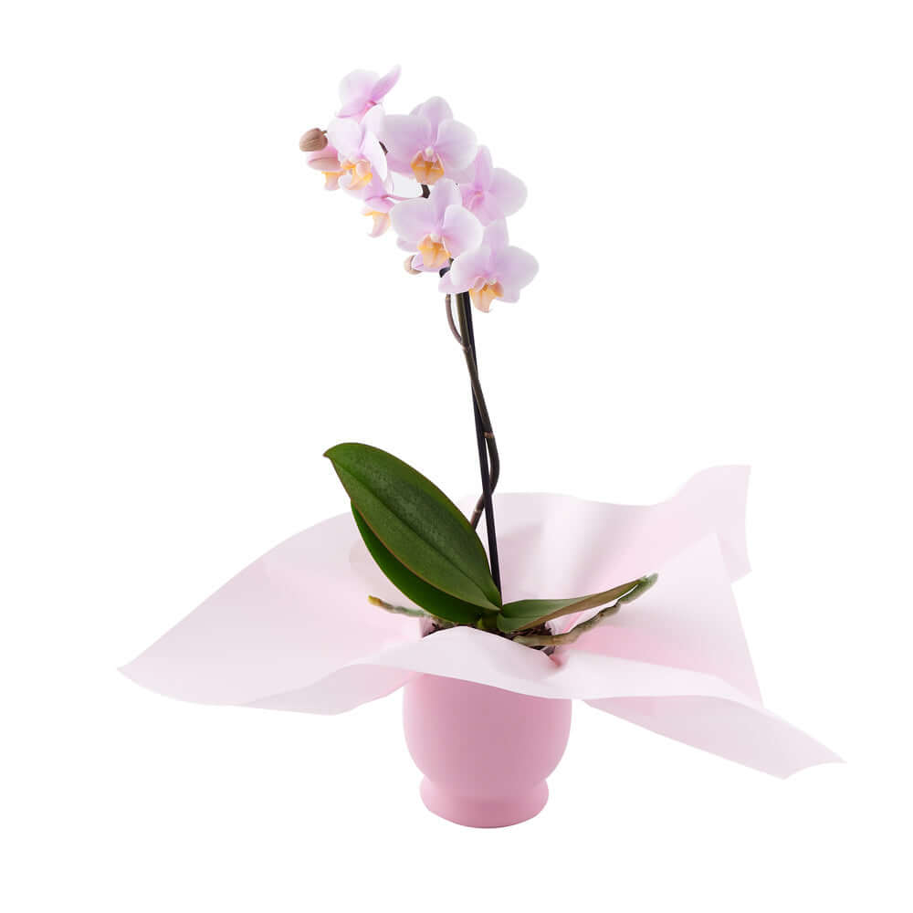 Pink Whispers Exotic Orchid Plant from Canada Blooms - Canada Delivery