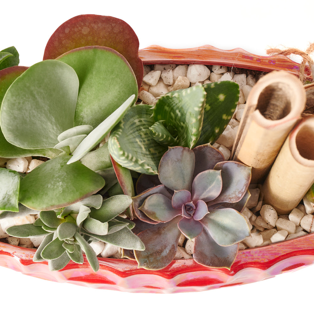 Potted Christmas Plant Arrangement is a beautiful plant arrangement that will delight your recipient. – Canada Blooms - Canada Delivery