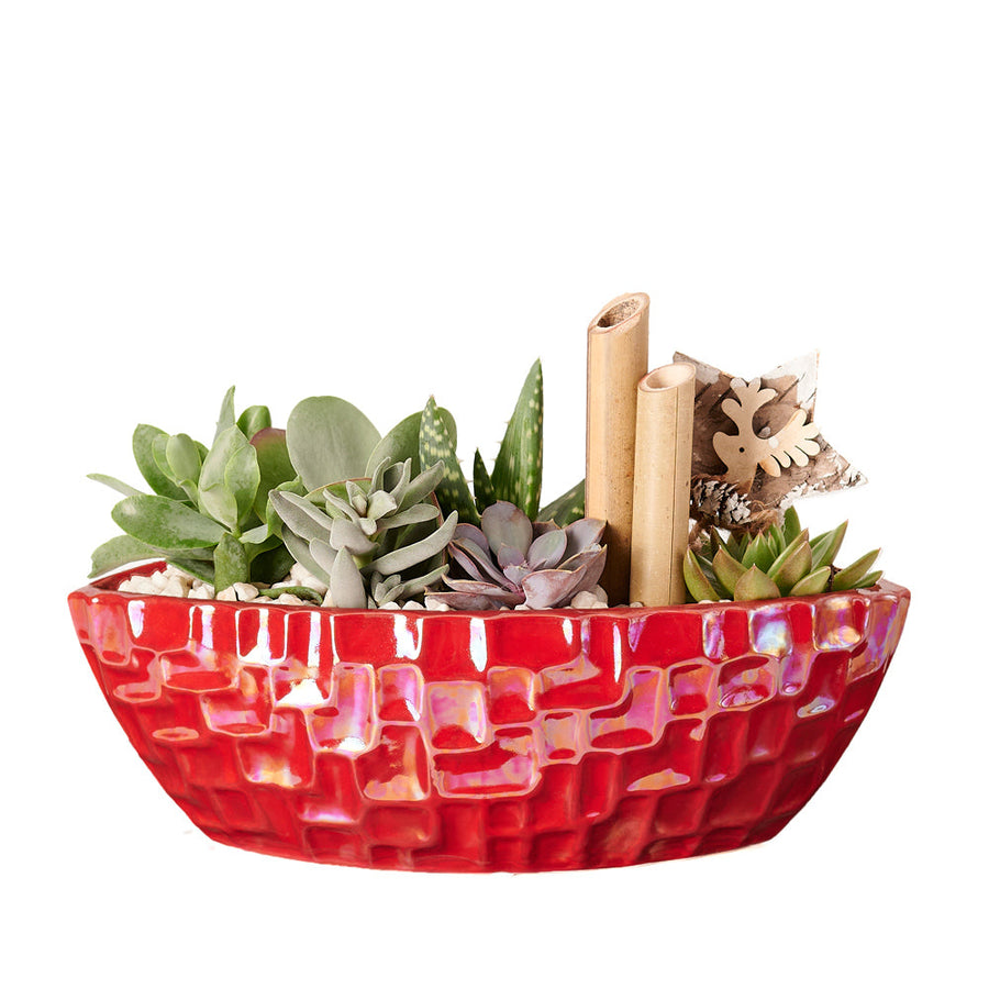 Potted Christmas Plant Arrangement is a beautiful plant arrangement that will delight your recipient. – Canada Blooms - Canada Delivery